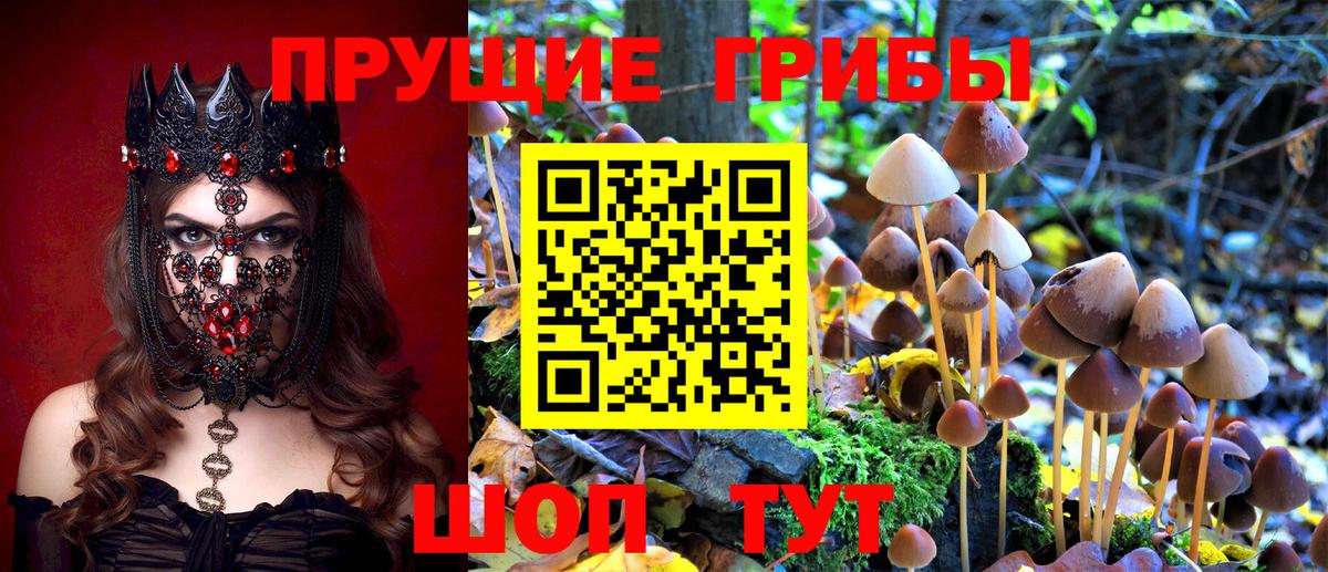 Псилоцибиновые грибы Psilocybe  Вход с VPN  Киселёвск  Галлюциногенные грибы прущие грибы 